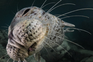 The spotted seal has decided to examine closely the dome ... by Dmitry Starostenkov 